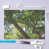 Sycamore Tree Green-Natuur Tissuepapier (Craft)