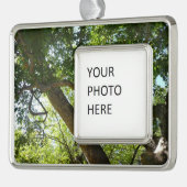 Sycamore Tree Green-Natuur Verzilverd Omlijst Ornament (Links)