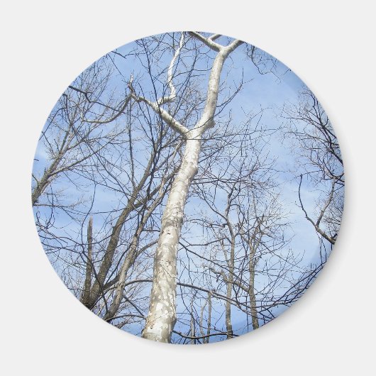 Sycamore Tree Magnet (Voorkant)