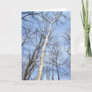 Sycamore Tree Note-Kaart Feestdagen Kaart