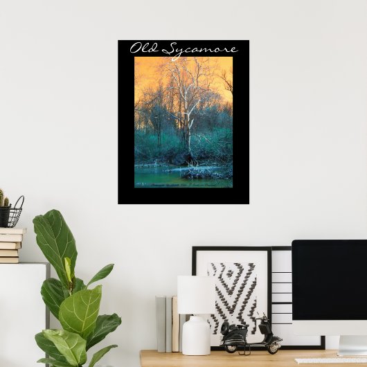 Sycamore Tree, Old Sycamore Poster (Thuiskantoor)