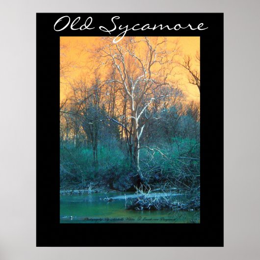 Sycamore Tree, Old Sycamore Poster (Voorkant)
