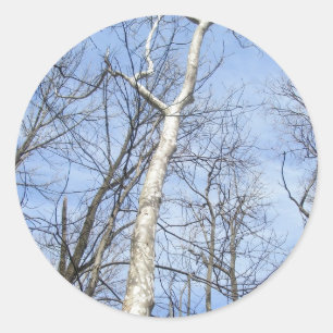 Sycamore Tree-stickers Ronde Sticker