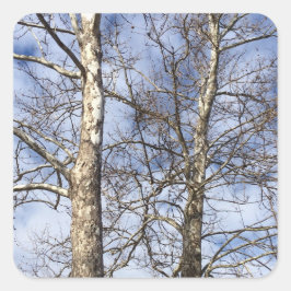 Sycamore Trees in een winterhemel — Vierkante Sticker