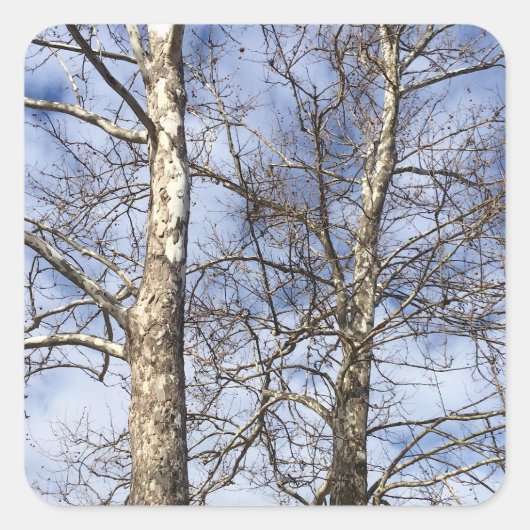Sycamore Trees in een winterhemel — Vierkante Sticker (Voorkant)