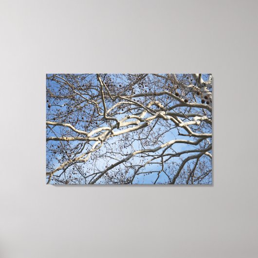 Sycamore-vertakkingen van 36 x 24 inch canvas afdruk (Voorkant)