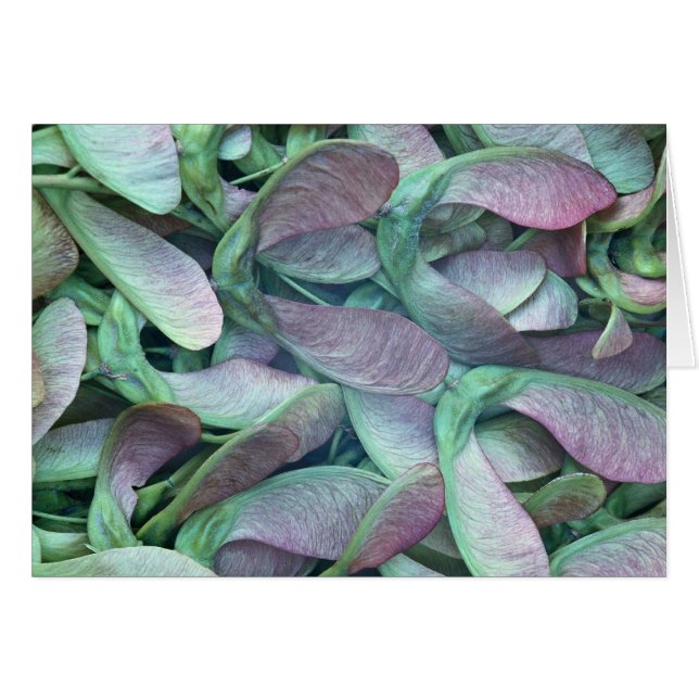 Sycamore-zaden (Voorkant Horizontaal)