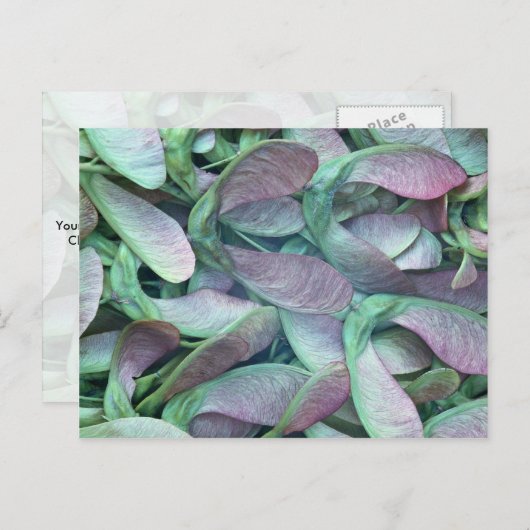 Sycamore-zaden Briefkaart (Voorkant / Achterkant)