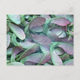Sycamore-zaden Briefkaart