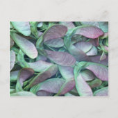 Sycamore-zaden Briefkaart (Voorkant)