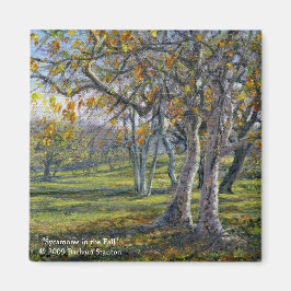 Sycamores in de Herfst Magneet