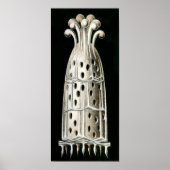 Sycandra compressa, Ernst Haeckel Fine Art Poster (Voorkant)