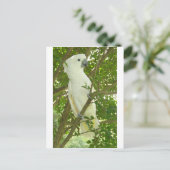 Sydney Cockatkato Briefkaart (Staand voorkant)