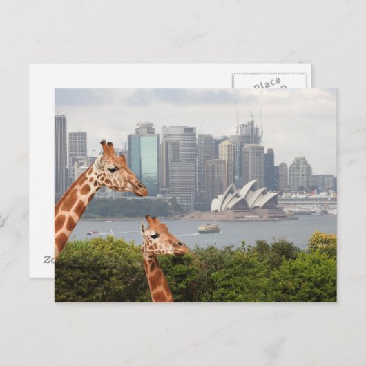 Sydney Giraffe Briefkaart (Voorkant / Achterkant)