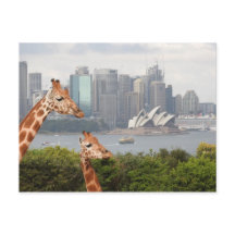Sydney Giraffe Briefkaart