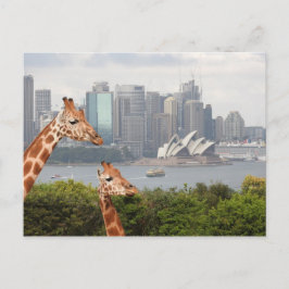 Sydney Giraffe Briefkaart