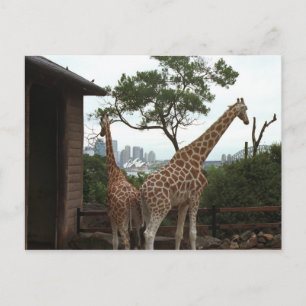 Sydney Opera House Briefkaart