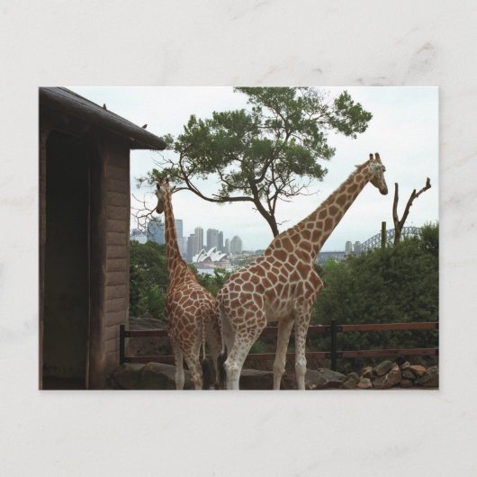 Sydney Opera House Briefkaart (Voorkant)