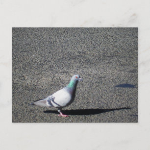 Sydney Pigeon Australische natuurfotografie Briefkaart