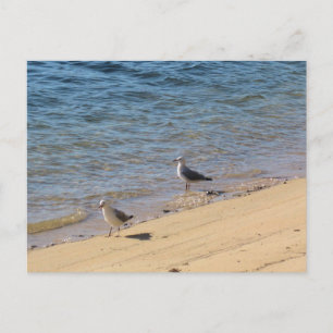 Sydney Zeemeeuw met Zonovergoten Water Strand Foto Briefkaart