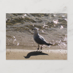 Sydney Zeemeeuw met zonovergoten waterstrandfotogr Briefkaart