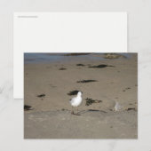 Sydney Zeemeeuw Strand Fotografie Briefkaart (Voorkant / Achterkant)