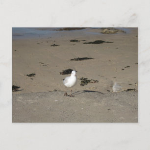 Sydney Zeemeeuw Strand Fotografie Briefkaart