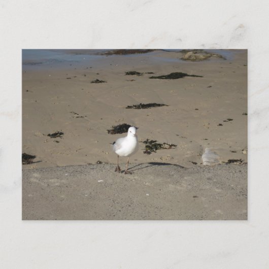 Sydney Zeemeeuw Strand Fotografie Briefkaart (Voorkant)