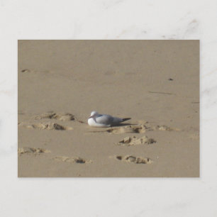 Sydney Zeemeeuw Strand Fotografie Briefkaart
