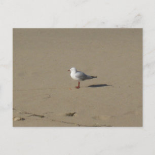 Sydney Zeemeeuw Strand Fotografie Briefkaart