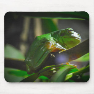 Sydney Zoo - Groene boomkikker Muismat