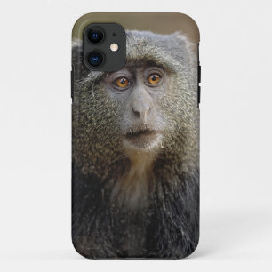 Sykes- of blauwaap, Cercopithecus mitis, iPhone 11 Hoesje