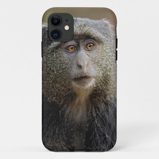 Sykes- of blauwaap, Cercopithecus mitis, Case-Mate iPhone Case (Achterkant)