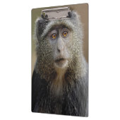 Sykes- of blauwaap, Cercopithecus mitis, Klembord (Links)