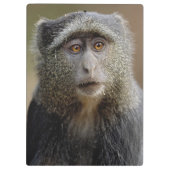 Sykes- of blauwaap, Cercopithecus mitis, Klembord (Achterkant)