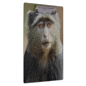 Sykes- of blauwaap, Cercopithecus mitis, Klembord (Rechts)