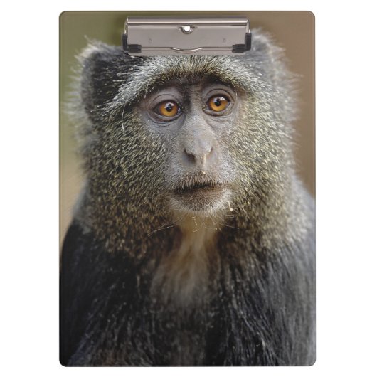 Sykes- of blauwaap, Cercopithecus mitis, Klembord (Voorkant)