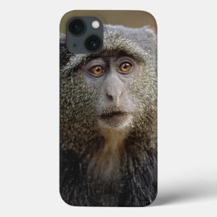 Sykes of Blauwe Meerkat, Cercopithecus mitis, iPhone 13 Hoesje