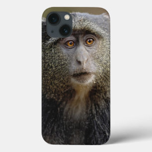 Sykes of Blauwe Meerkat, Cercopithecus mitis, iPhone 13 Hoesje