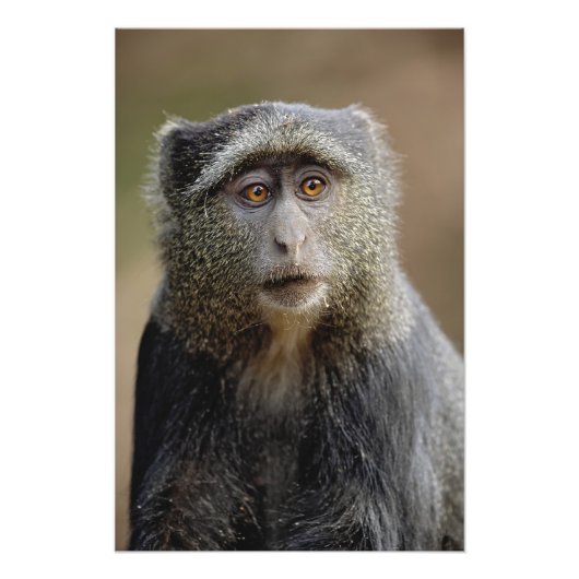 Sykes of Blauwe Meerkat, Cercopithecus mitis, Foto Afdruk (Voorkant)