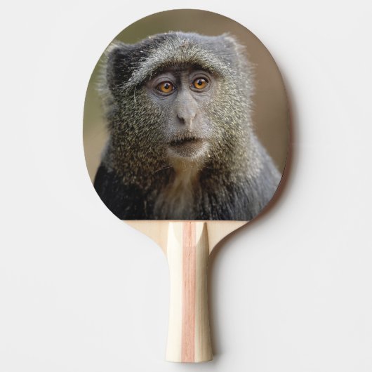 Sykes of Blauwe Meerkat, Cercopithecus mitis, Tafeltennisbatje (Voorkant)