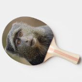 Sykes of Blauwe Meerkat, Cercopithecus mitis, Tafeltennisbatje (Zijkant)