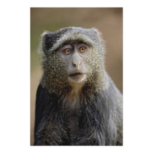 Sykes or Blue Monkey, Cercopithecus mitis Foto Afdruk