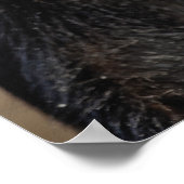 Sykes or Blue Monkey, Cercopithecus mitis Poster (Hoek)