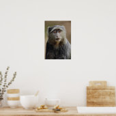 Sykes or Blue Monkey, Cercopithecus mitis Poster (Keuken)
