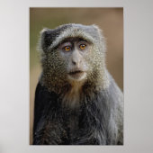 Sykes or Blue Monkey, Cercopithecus mitis Poster (Voorkant)