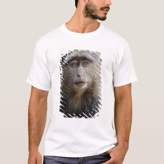 Sykes or Blue Monkey, Cercopithecus mitis T-shirt (Voorkant)
