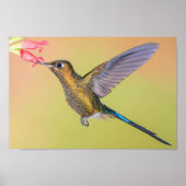 Sylph Hummingbird met Long Tail Print (Voorkant)