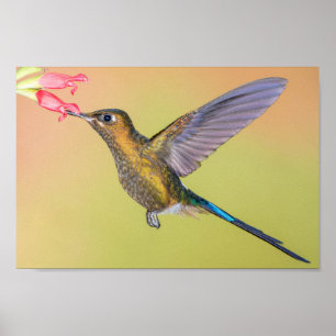Sylph Hummingbird met Long Tail Print