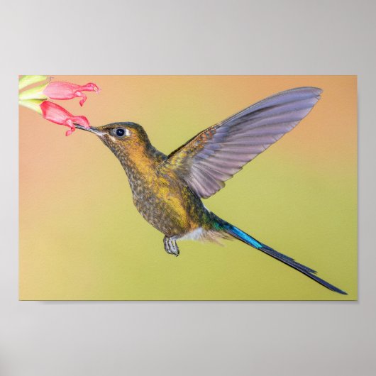 Sylph Hummingbird met Long Tail Print (Voorkant)